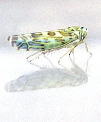 Réf. 333 477 : Eupteryx salviae
